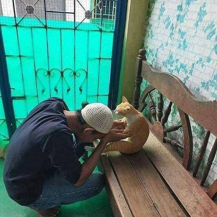 potret saat manusia hidup hanya bersama kucing (instagram.com/instakocheng)