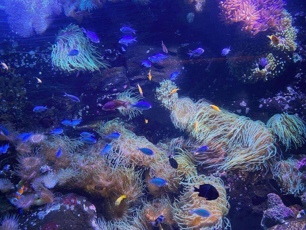 potret Sydney Aquarium (instagram.com/the.whimsical.ms.williams)