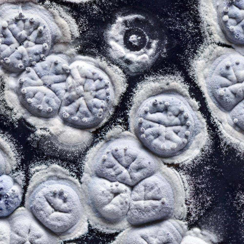 Kultur bakteri Streptomyces (instagram.com/microlaboratory)