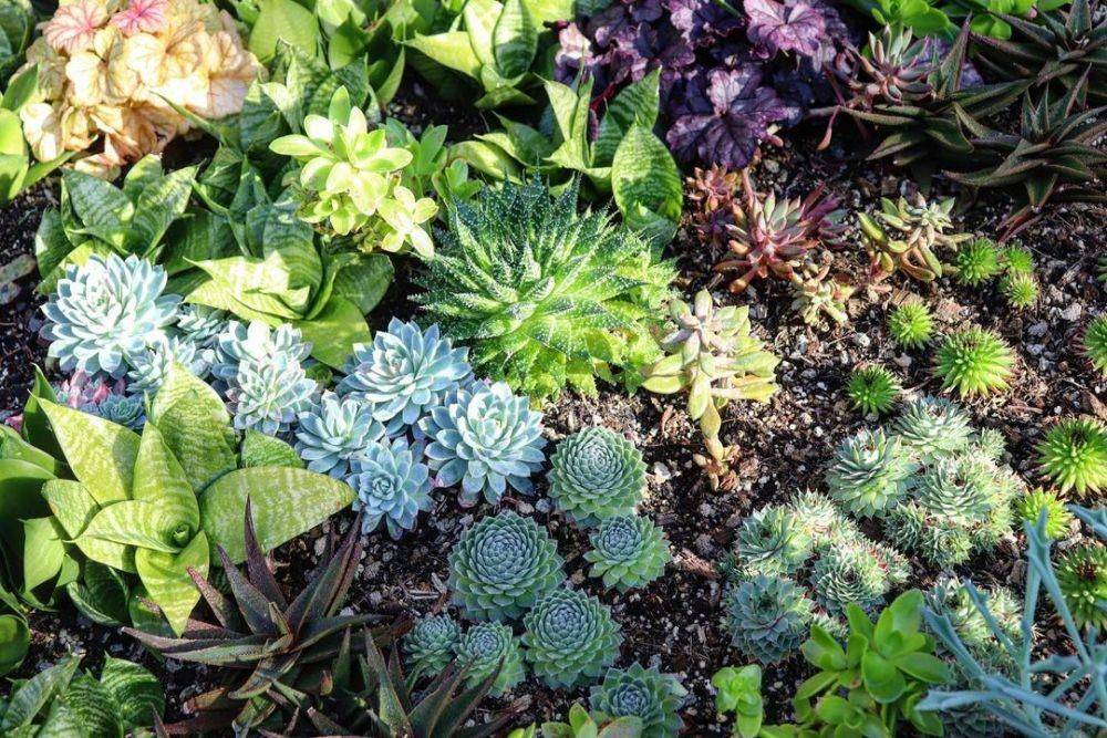 potret Royal Botanic Garden (instagram.com/vers.laustralie.et.au.dela)