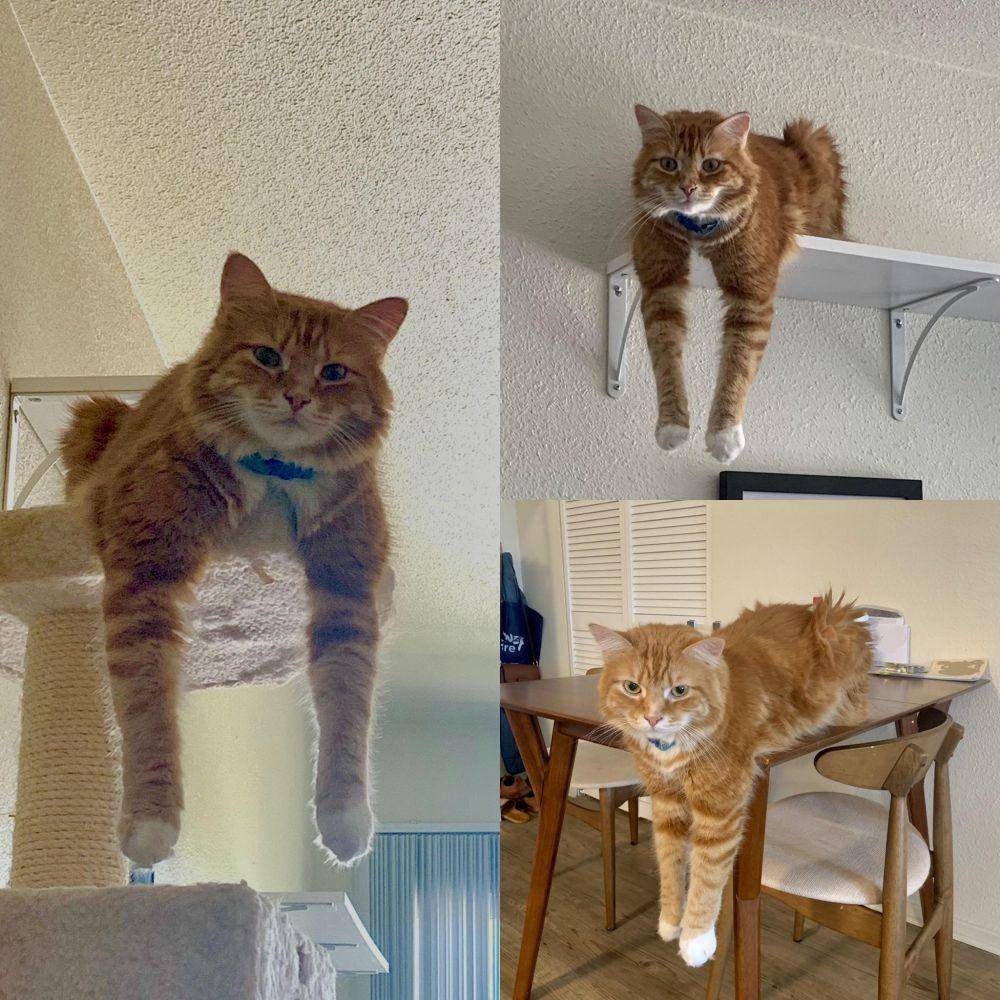 potret kucing dan anjing mager (reddit.com/user/abigailfrillywho)