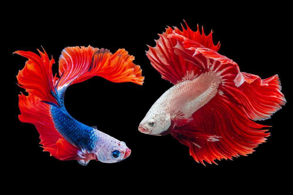 5 Cara Ikan Berkomunikasi, Ternyata Bisa Menggunakan Listrik