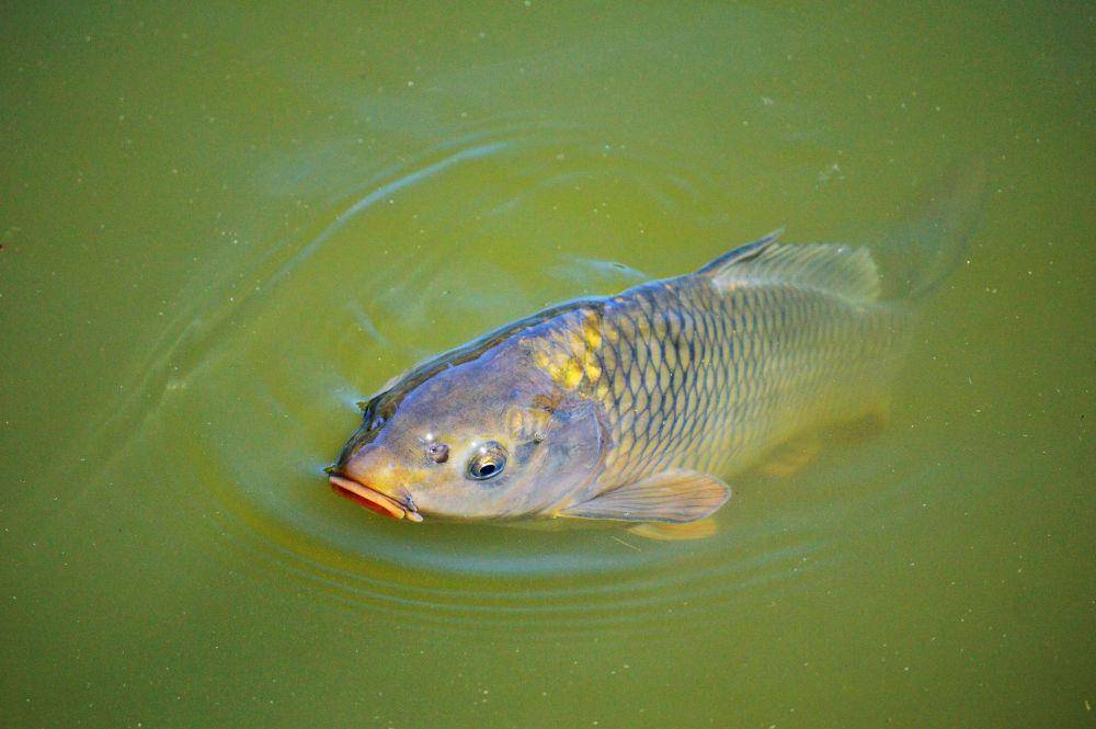 Ilustrasi ikan air tawar (pixabay.com/ralphs_fotos)