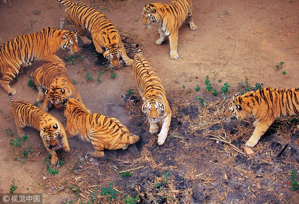 9 Fakta Harimau Cina Selatan, Predator Gagah yang Terancam Punah