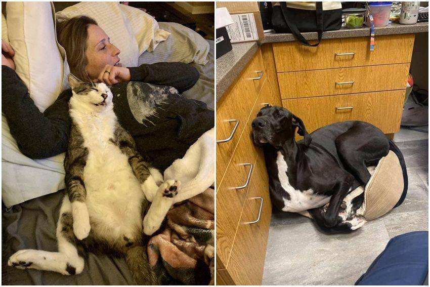 kolase potret kucing dan anjing mager (reddit.com/user/JMyers666 | reddit.com/user/Particular-Ant387)