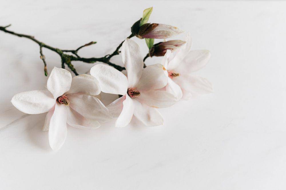 ilustrasi bunga magnolia mekar (pexels.com/Karolina Grabowska)