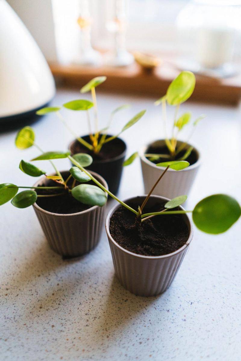 ilustrasi chinese money plant (unsplash.com/Phil Hearing)