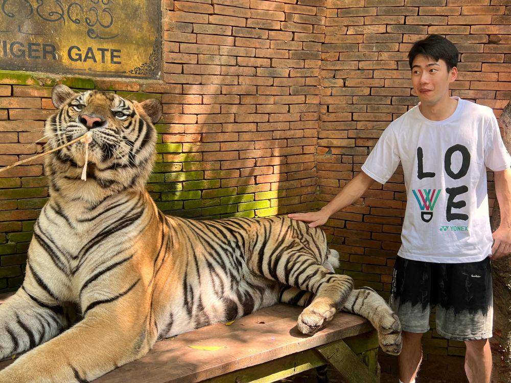 Wang Chang bermain dengan harimau. (weibo.cn/Wang Chang)