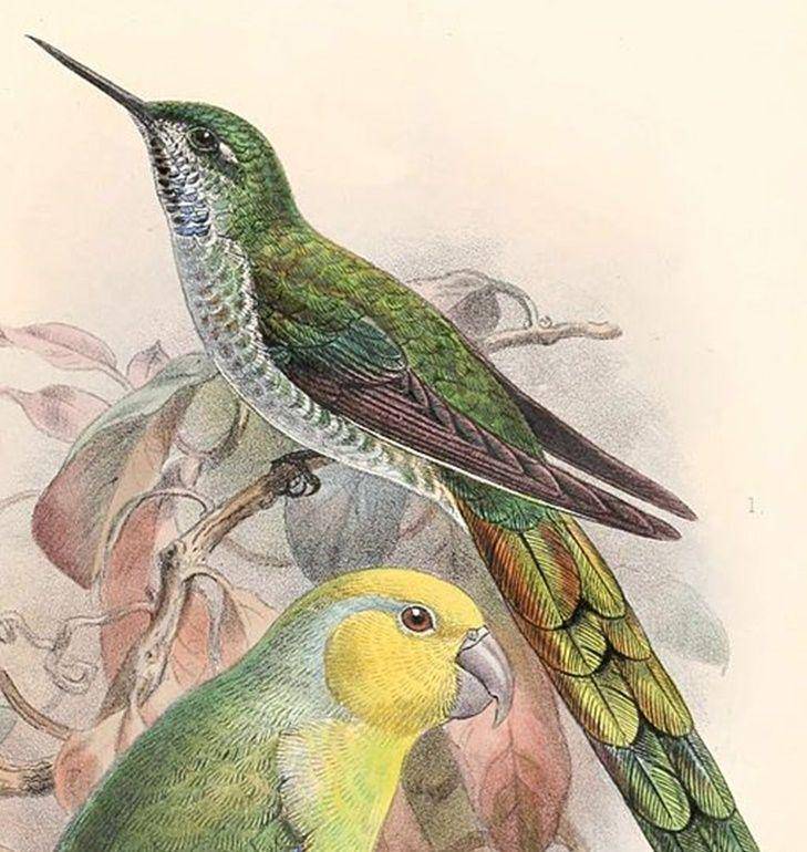 Grey bellied comet (commons.wikimedia.org/John Gerrard Keulemans)