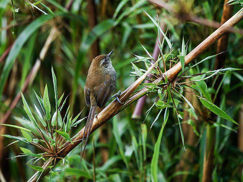Puna thistletail (commons.wikimedia.org/Nick Athanas)