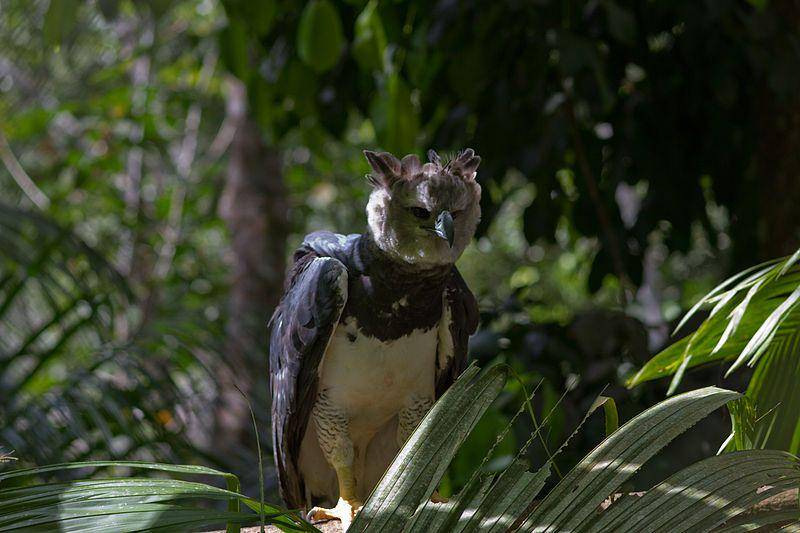 Harpy eagle (commons.wikimedia.org/Brian Gratwicke)