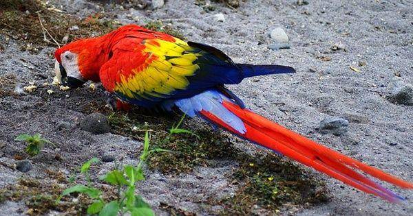 Scarlet macaw (commons.wikimedia.org/Bill and Mavis)