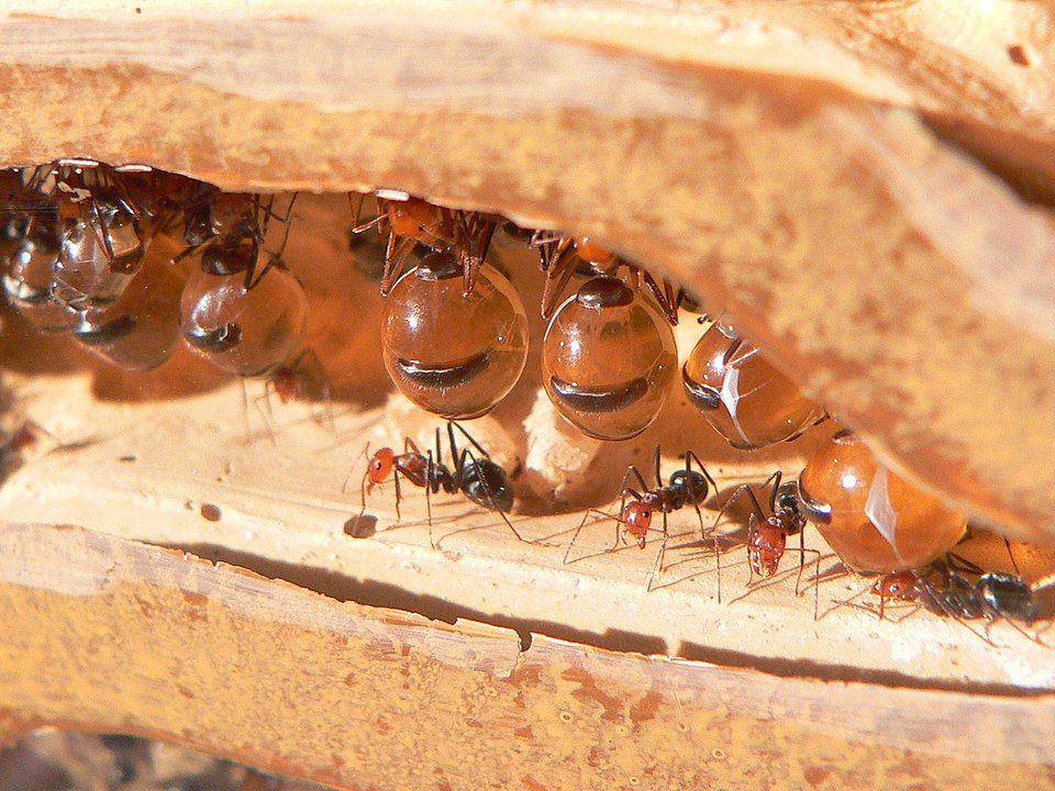 ilustrasi semut madu (wikimedia.org/Greg Hume)