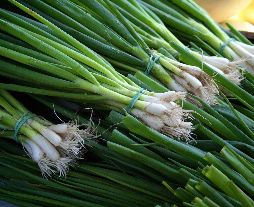 ilustrasi scallion (unsplash.com/@cprevite)