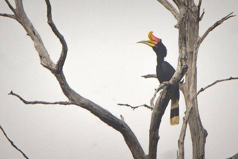 rangkong badak di Kalimantan Timur (commons.wikimedia.org/Edi sopiyan)
