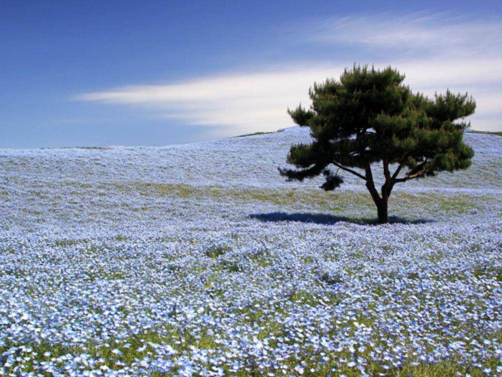 ilustrasi Hitachi Seaside Park (thegate12.com)