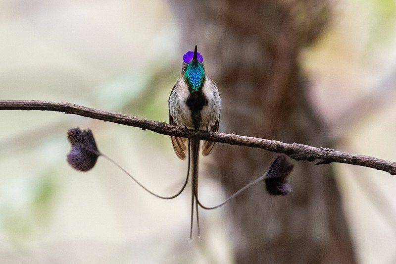 Marvellous spatuletail (commons.wikimedia.org/Thibaudaronson)