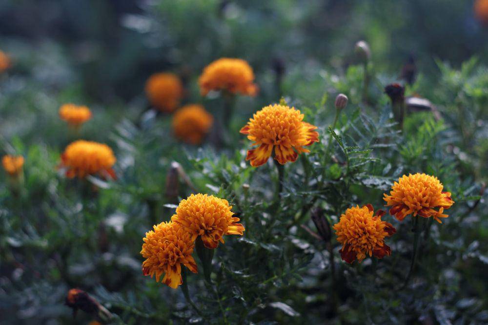 ilustrasi bunga marigold (pexels.com/annariduplessis)