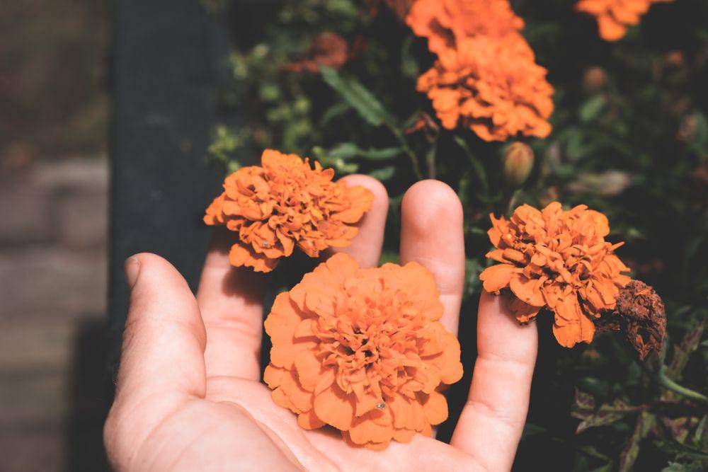ilustrasi bunga marigold (pexels.com/lachlan-ross)