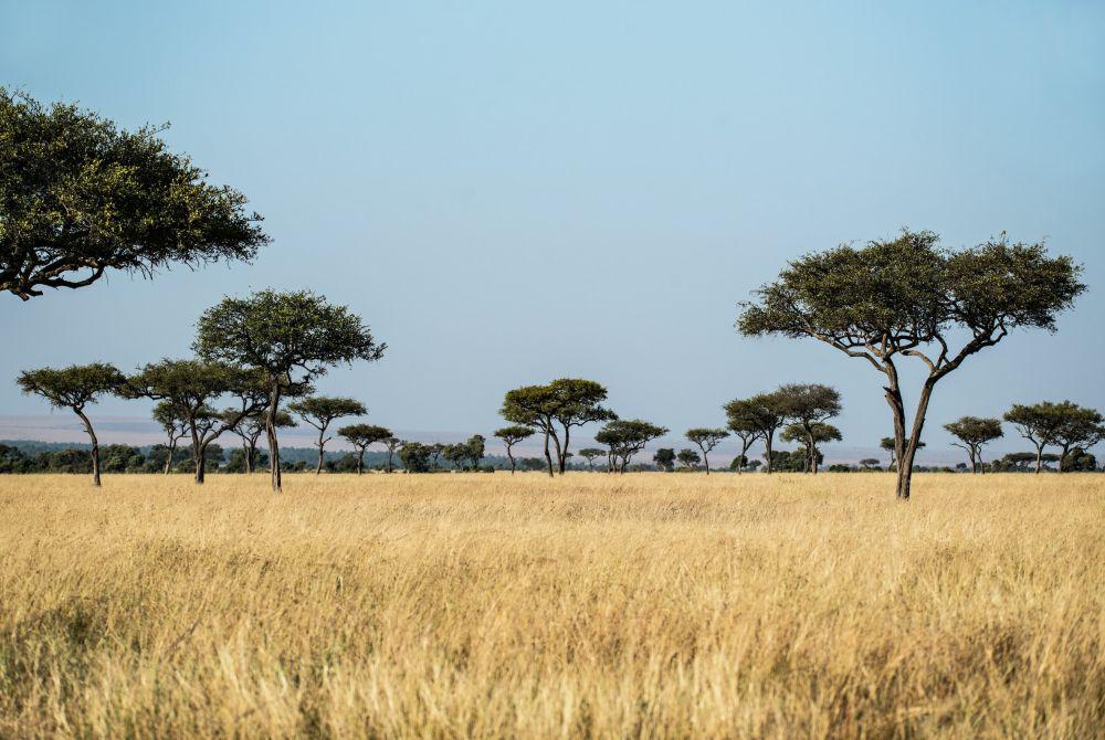 5 Negara dengan Padang Savana yang Indah, Salah Satunya Indonesia!