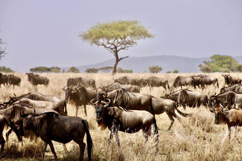 ilustrasi savana Sarangeti (unsplash.com/@kilosierra)