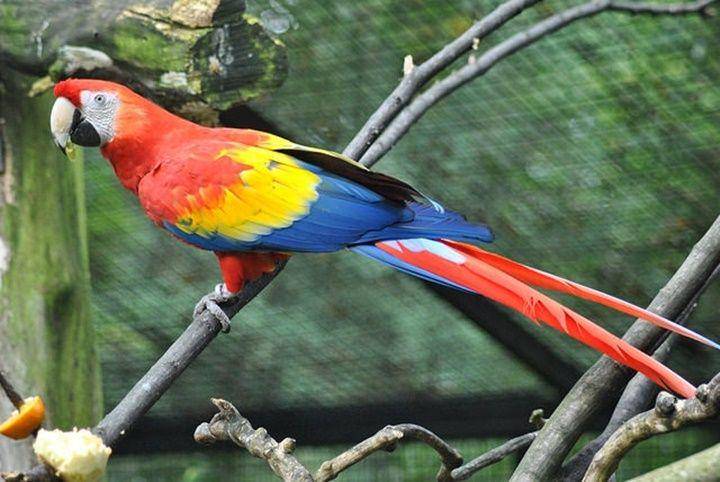 Scarlet macaw (commons.wikimedia.org/T. Sagorski)