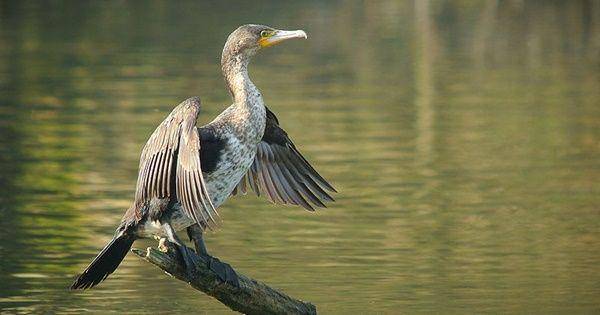 Great cormorant (commons.wikimedia.org/Frank Vassen)