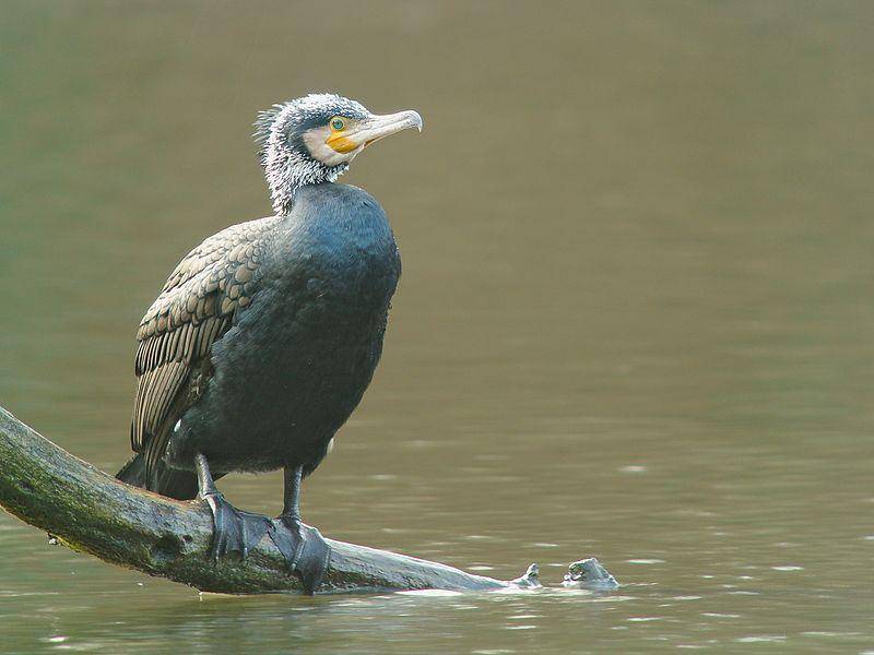 Great cormorant (commons.wikimedia.org/Gailhampshire)