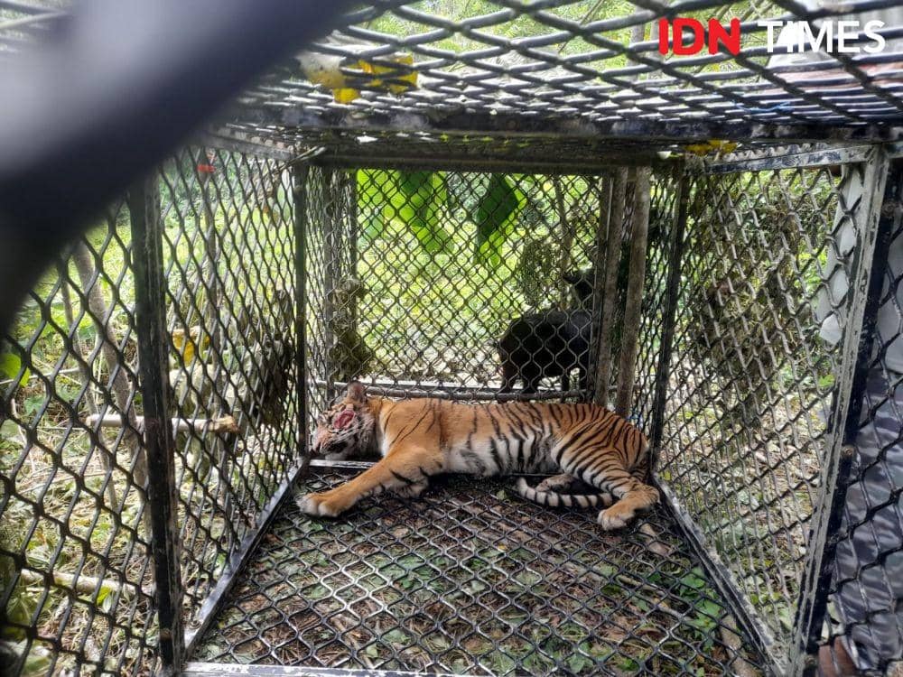 Sempat Teror dan Terkam Warga, Harimau di Aceh Masuk Perangkap