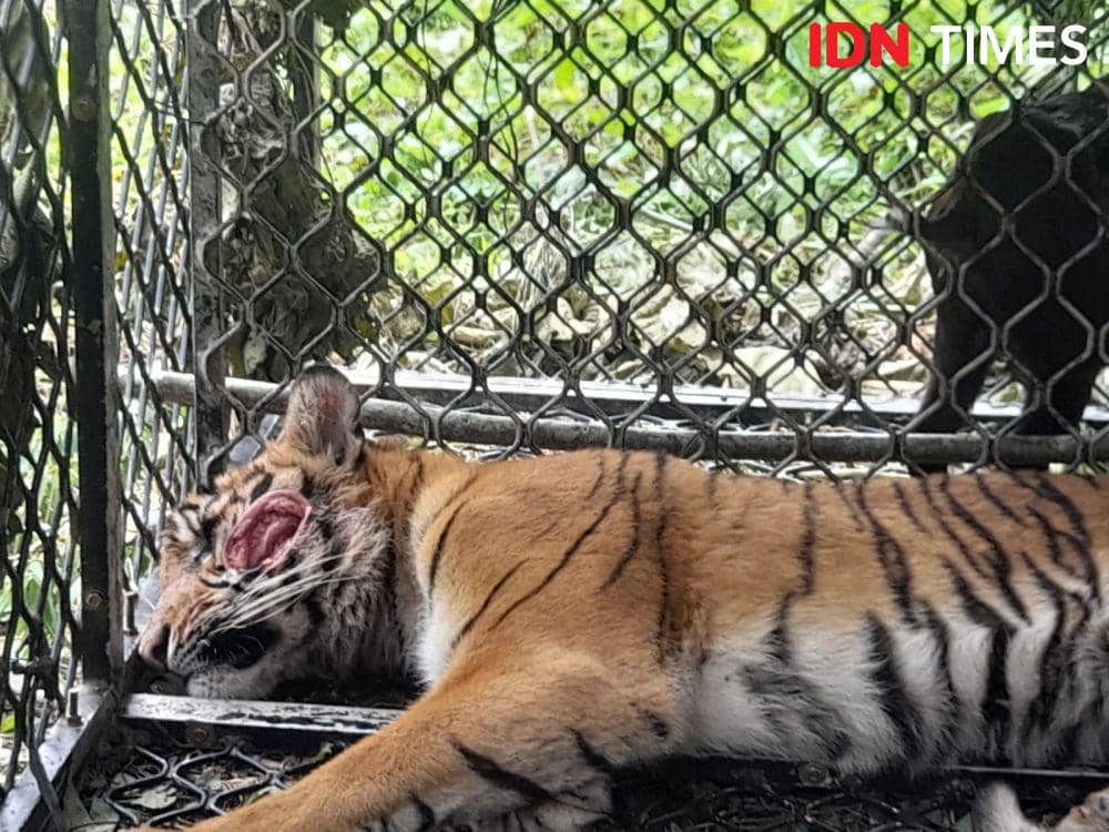 Harimau Sumatera usai masuk perangkap petugas di Aceh Selatan. (Dokumentasi untuk IDN Times)