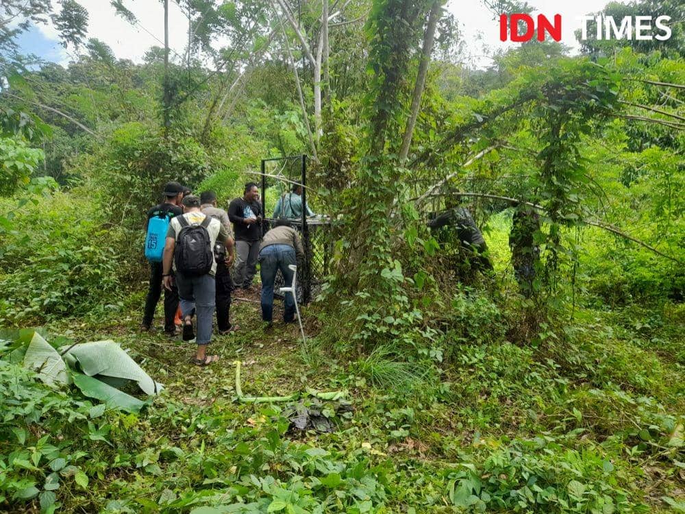 Harimau Sumatera usai masuk perangkap petugas di Aceh Selatan. (Dokumentasi untuk IDN Times)