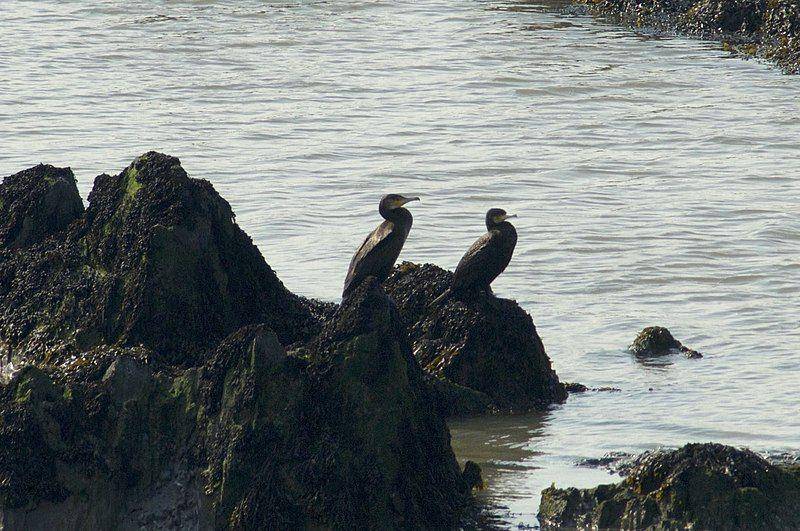 Great cormorant (commons.wikimedia.org/Colsu)