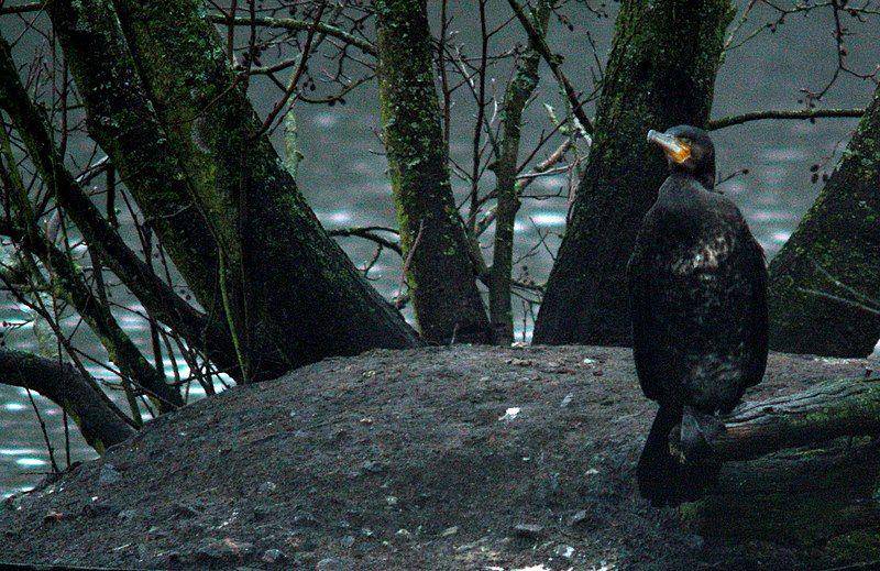 Great cormorant (commons.wikimedia.org/Lilla Dammen)