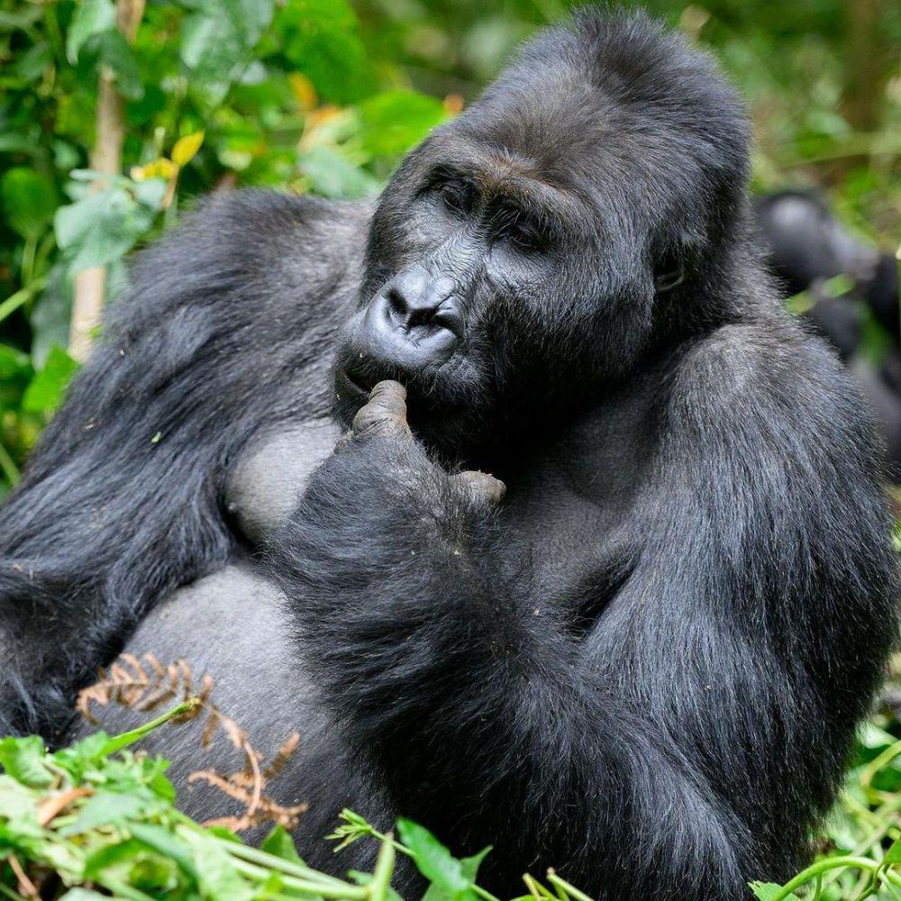 5 Fakta Menarik Gorilla Sungai, Spesies yang Terancam Punah