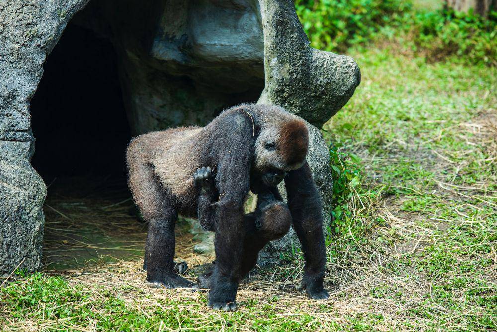 ilustrasi interaksi sosial dari gorilla sungai (pexels.com/Klub Boks)