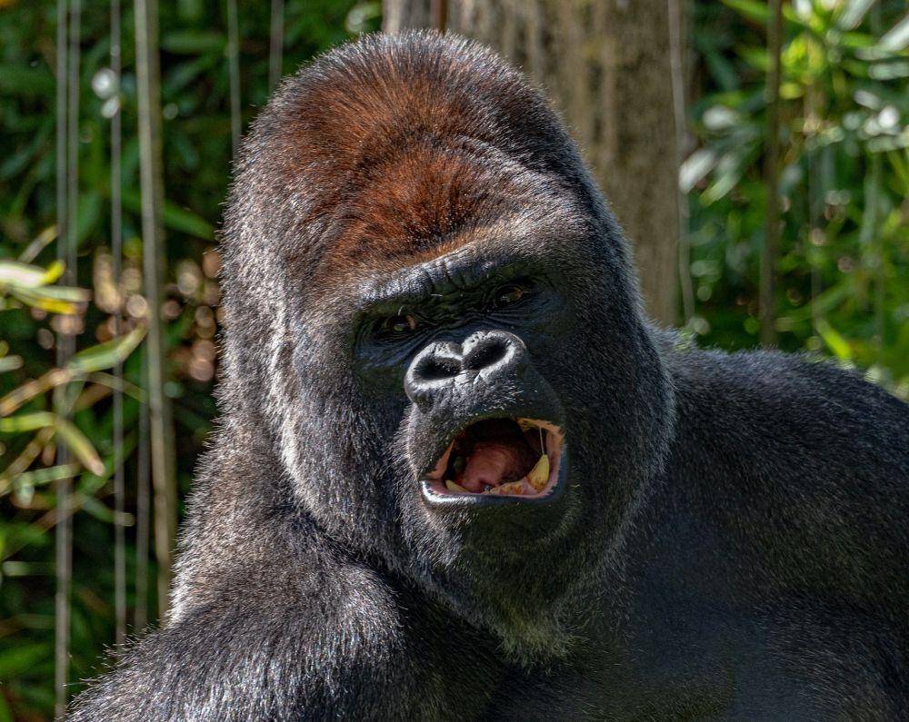 ilustrasi kebiasaan komunikasi yang unik dari gorilla sungai (pexels.com/Jonathan lajoie)