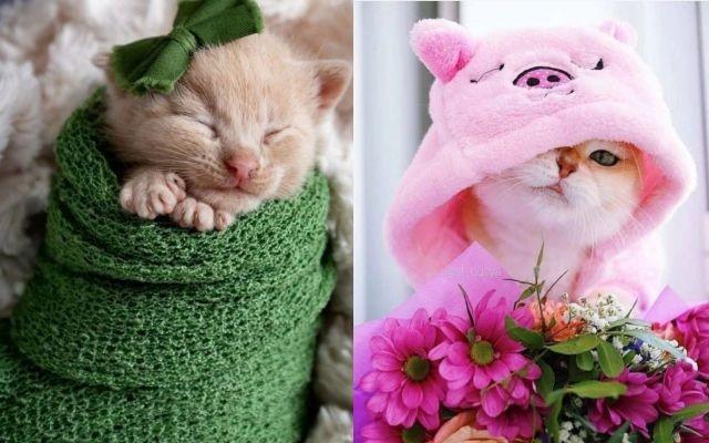 12 Potret Kucing Pose Tampil Super Imut, Bikin Autogemas!