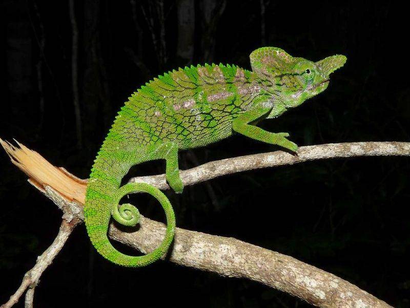 Bunglon labord atau Furcifer labordi adalah hewan asli Madagaskar yang melakukan reproduksi sekali seumur hidupnya. (madacamp.com/Miyabi Nakabayashi)