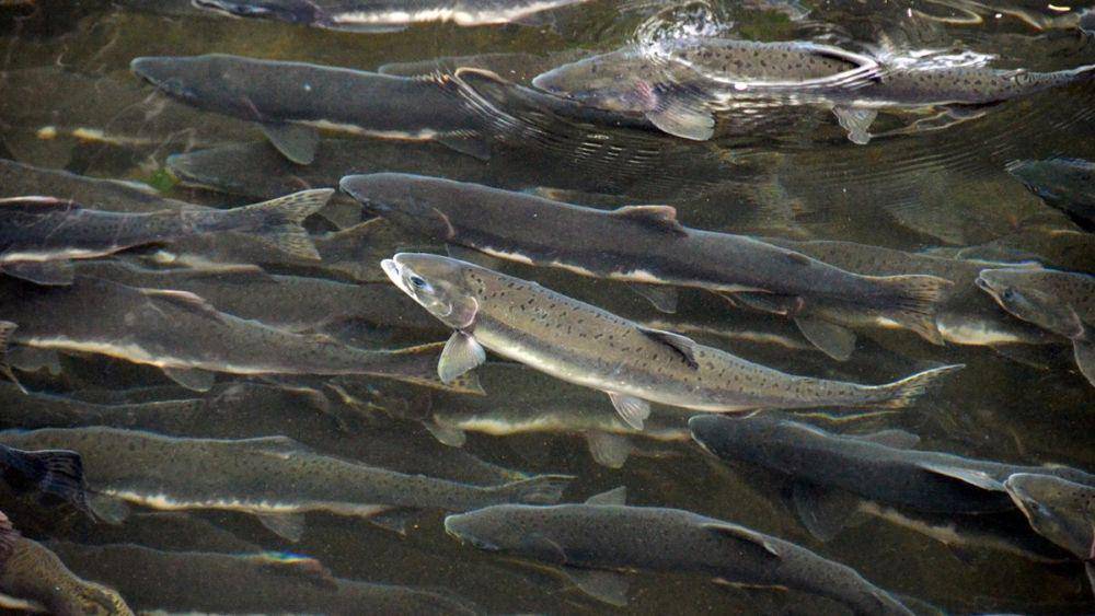 Gambar salmon pasifik di Northwest Coast Amerika Serikat. (www.nps.gov)