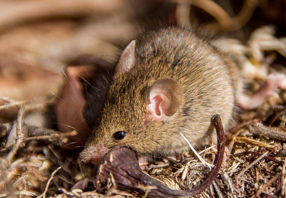 Antechinus marsupial asli Australia yang melakukan reproduksi semelpariti. (pixabay.com/sandid)