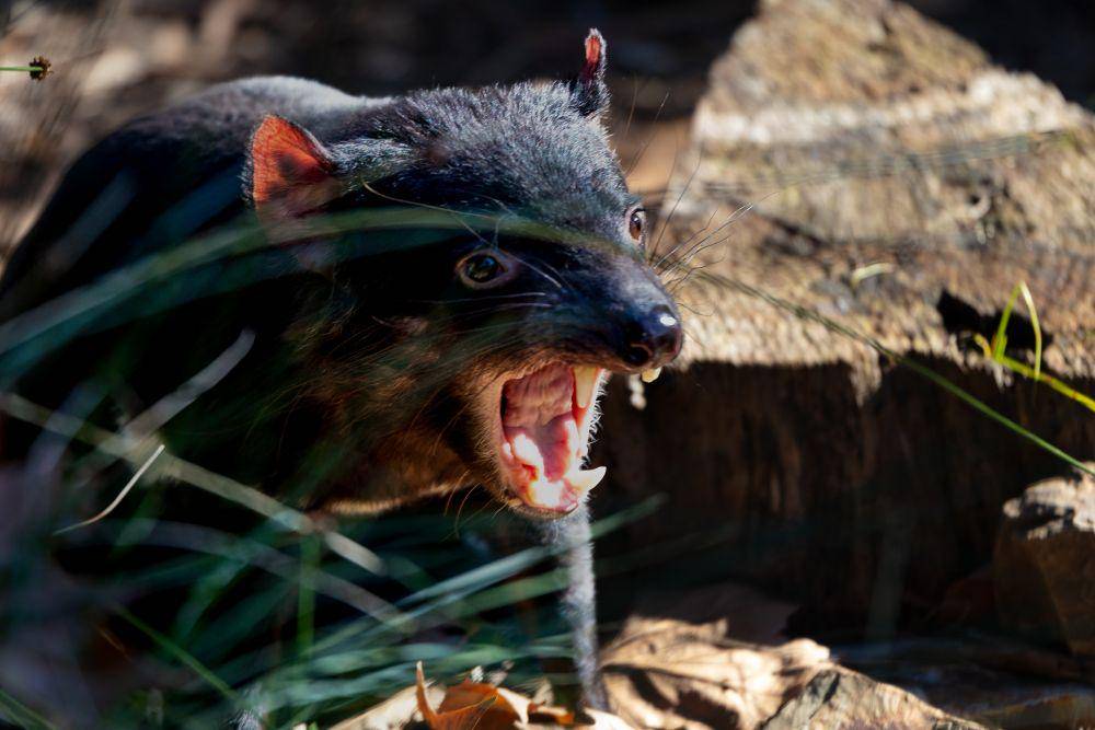 Gambar tazmanian devil, salah satu hewan yang melakukan reproduksi semelpariti. (unsplash.com/Caz Hayek)