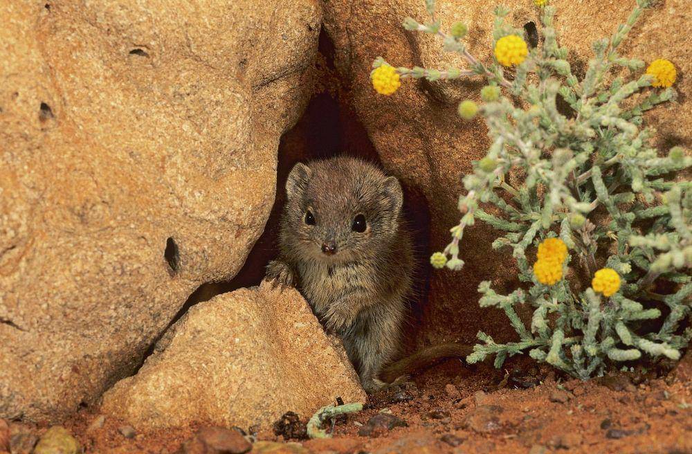 Kaluta hewan marsupial asal Australia. (australiangeographic.com.au/Marie Lochman)
