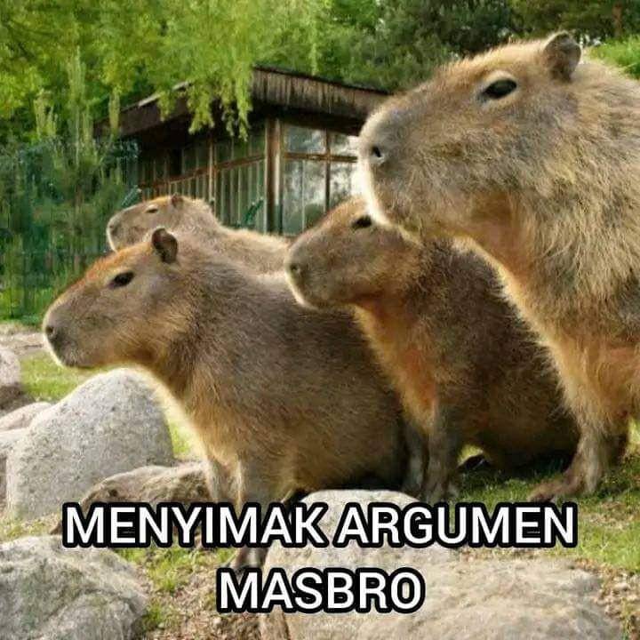 meme capybara (dok. twitter/koowcing)