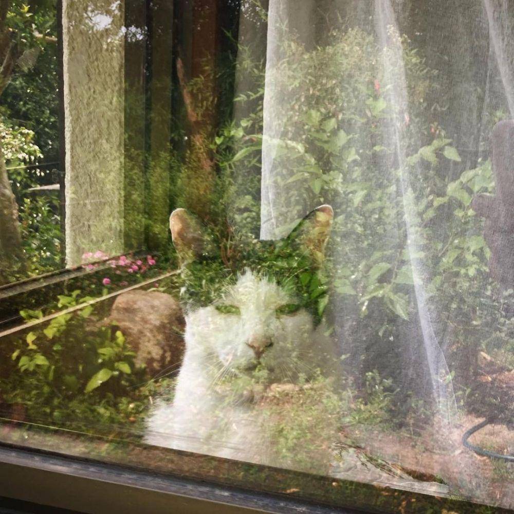 potret kucing Pancho (instagram.com/pancho0002)