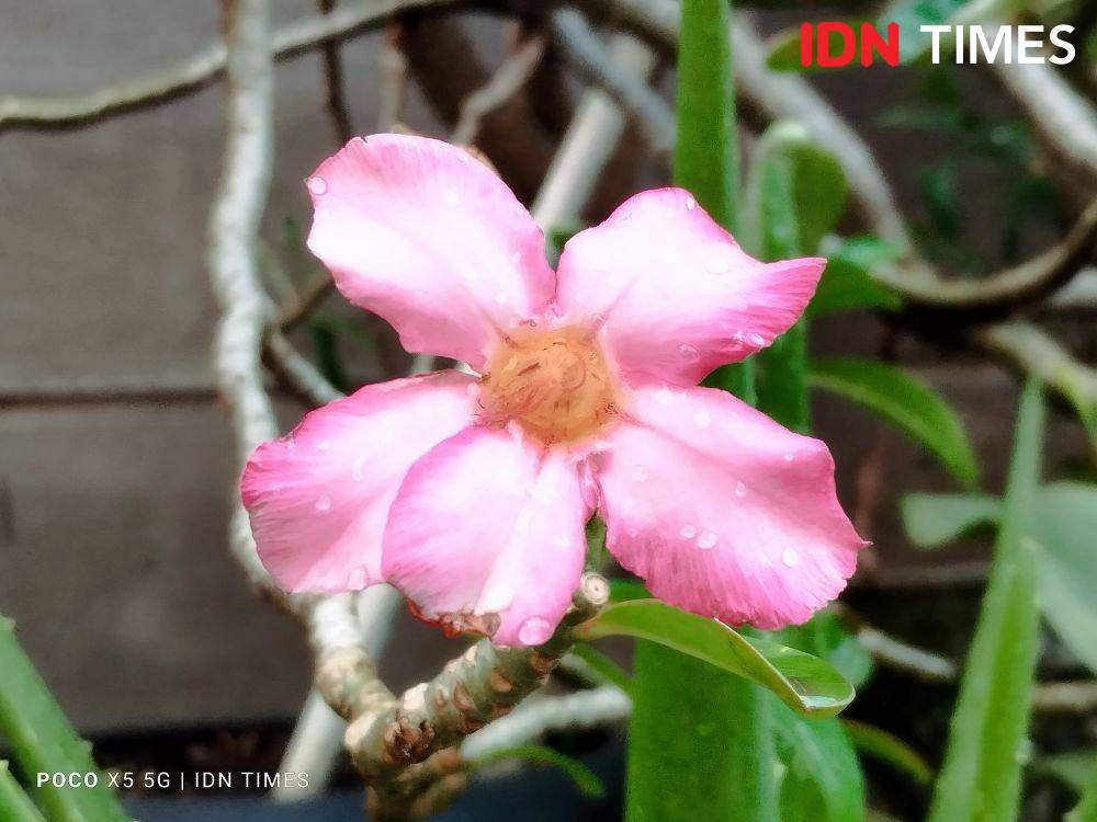 hasil kamera belakang Poco X5 5G (IDN Times/Alfonsus Adi Putra)