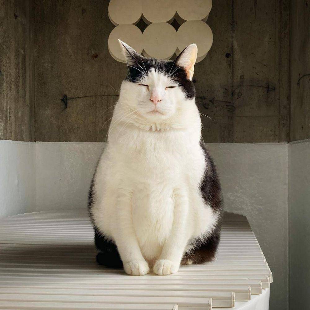 potret kucing Pancho (instagram.com/pancho0002)