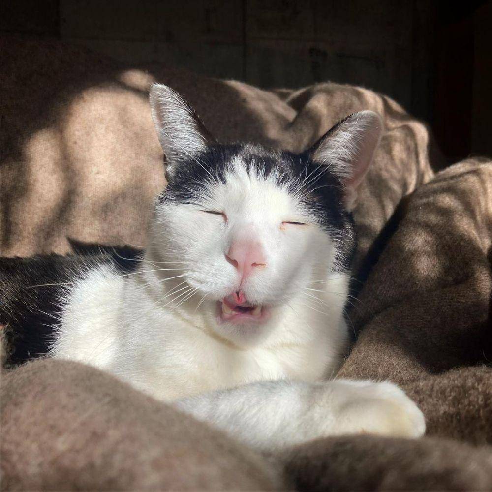 potret kucing Pancho (instagram.com/pancho0002)