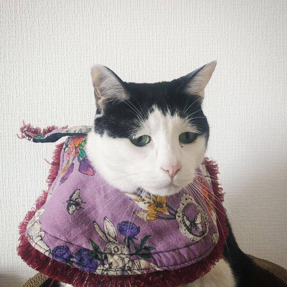 potret kucing Pancho (instagram.com/pancho0002)