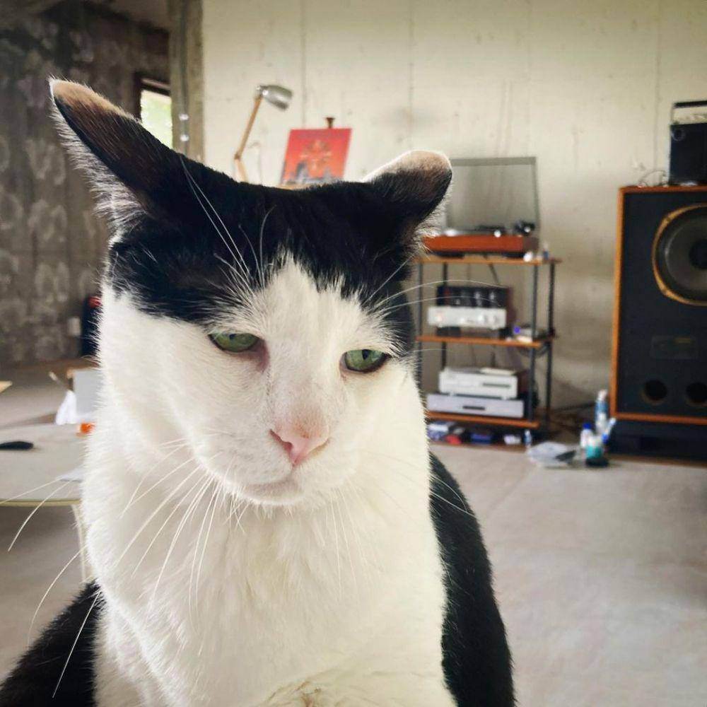 potret kucing Pancho (instagram.com/pancho0002)