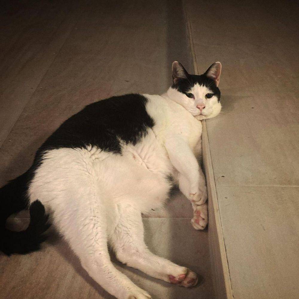 potret kucing Pancho (instagram.com/pancho0002)